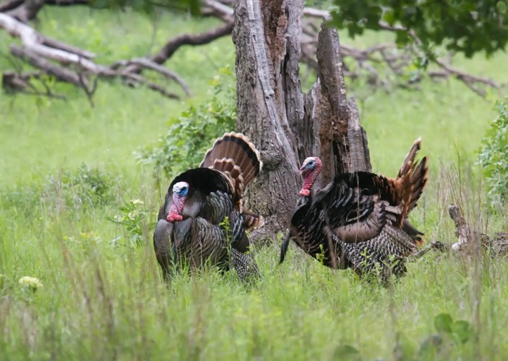 Two wild turkeys with fanned tail feathers stand in green grass near a weathered tree stump, surrounded by lush vegetation and fallen branches in the background.
